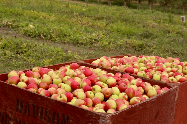 Mercier Orchards Since 1943 — more scenes and local spots from this guide