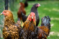 All About Farms — more scenes and local spots from this guide