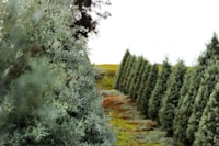 Pick Your Own Christmas Tree — more scenes and local spots from this guide