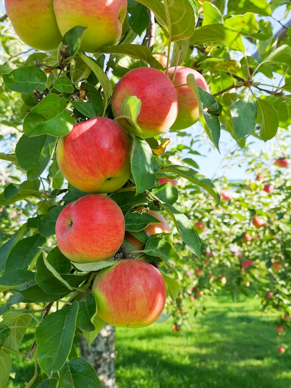 Apple Butter Recipe — more scenes and local spots from this guide
