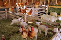 Christmas at the Farm — more scenes and local spots from this guide