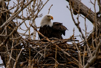 Alabama Birding Trail — highlights and attractions from this guide