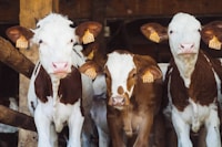 All About Farms — more scenes and local spots from this guide